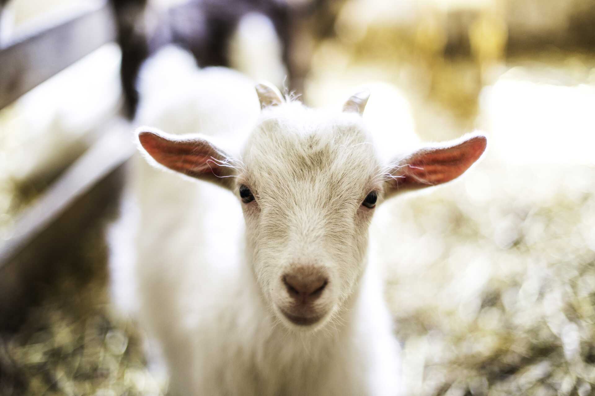 Vandring med getter - 8 kilometer