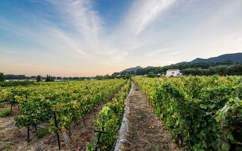 Vinprovning Vakakis